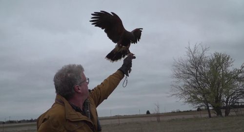 Falconry and Lawyering: There is a Connection!