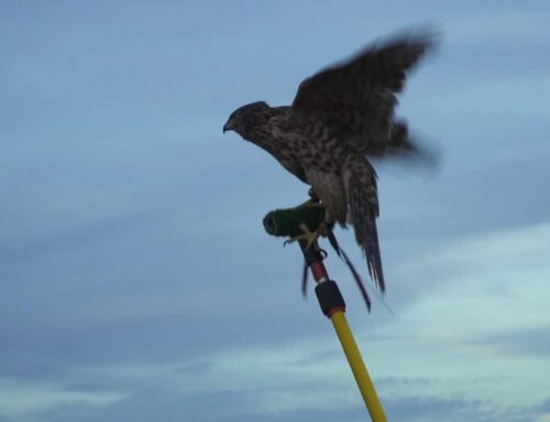 Falconry and Lawyering: It’s All About The Team!