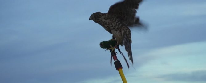 Falconry & Lawyering: It's All About The Team