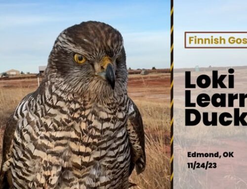 Loki The Finnish Goshawk